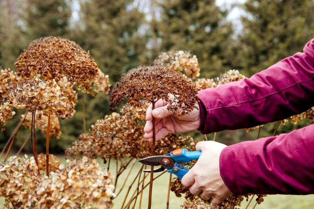 Pruning Hydrangeas in Fall: Setting the Stage for Spectacular Blooms - Shrubhub