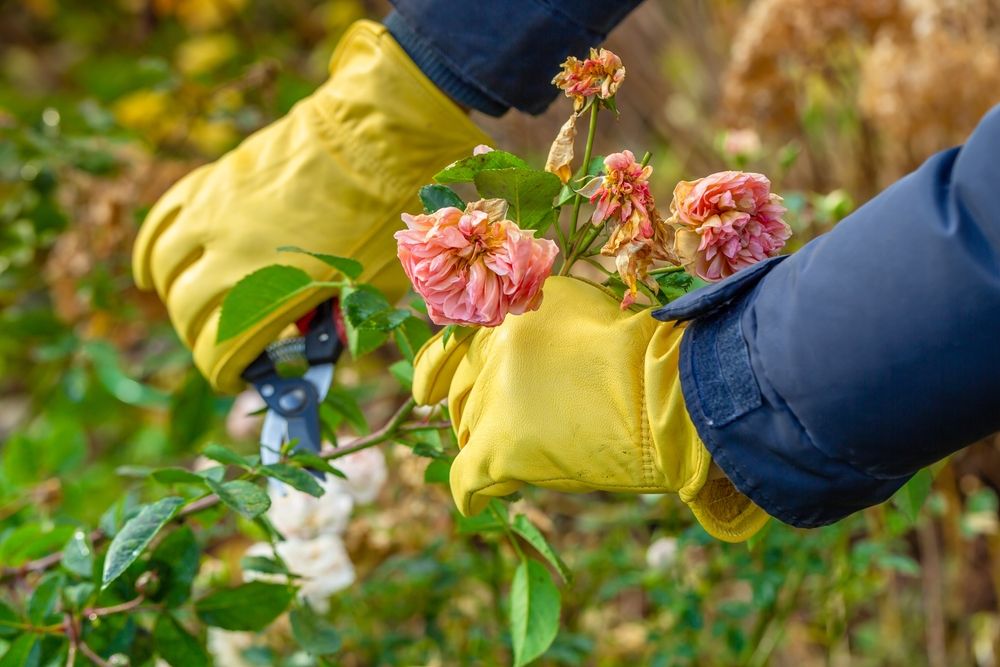 Pruning Roses in Fall: A Guide to Blossom-Ready Bushes - Shrubhub