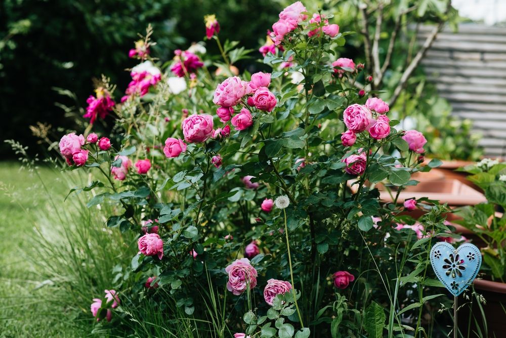 Pruning Roses in Fall: A Guide to Blossom-Ready Bushes - Shrubhub