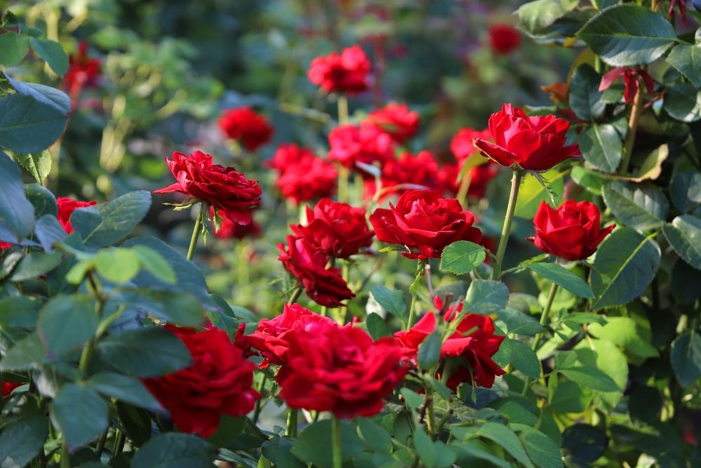 Pruning Roses in Fall: A Guide to Blossom-Ready Bushes - Shrubhub