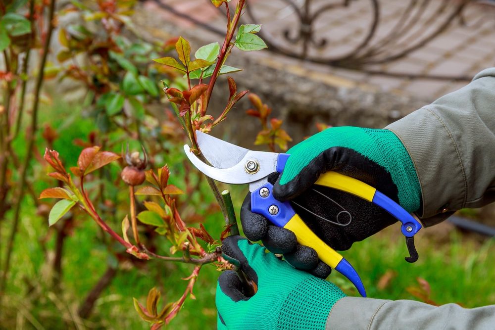 Pruning Roses in Fall: A Guide to Blossom-Ready Bushes - Shrubhub