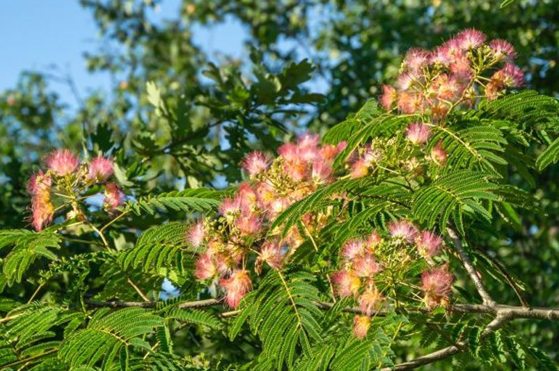How to Grow a Mimosa Tree: A Step-by-Step Guide - Shrubhub