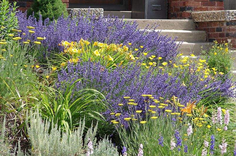 Russian Sage Landscaping Ideas: How to Use Russian Sage in Your Garden Design - Shrubhub