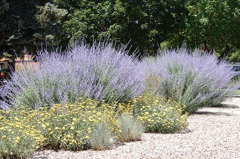 Russian Sage Landscaping Ideas: How to Use Russian Sage in Your Garden Design - Shrubhub