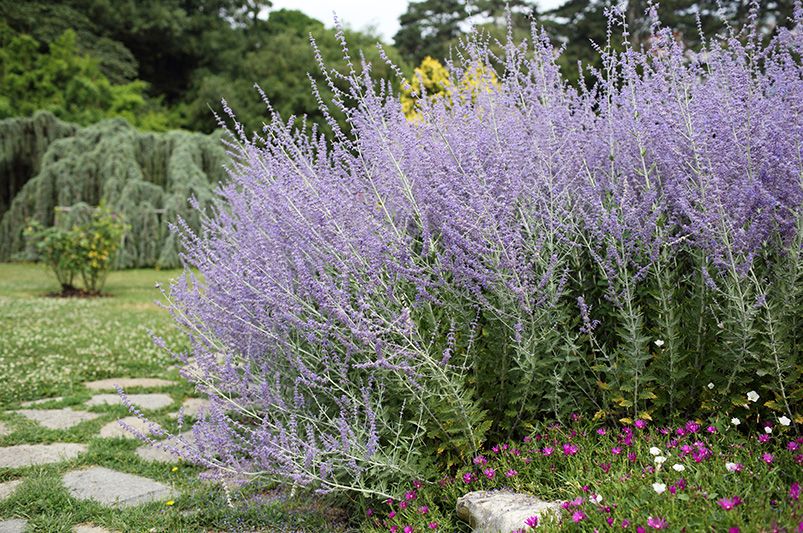 Russian Sage Landscaping Ideas: How to Use Russian Sage in Your Garden Design - Shrubhub