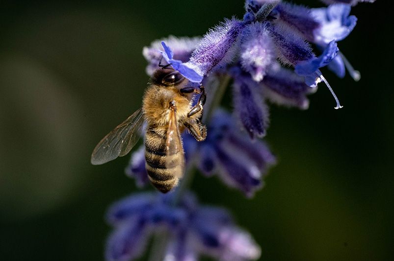 Russian Sage Landscaping Ideas: How to Use Russian Sage in Your Garden Design - Shrubhub