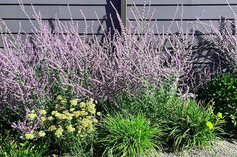 Russian Sage Landscaping Ideas: How to Use Russian Sage in Your Garden Design - Shrubhub