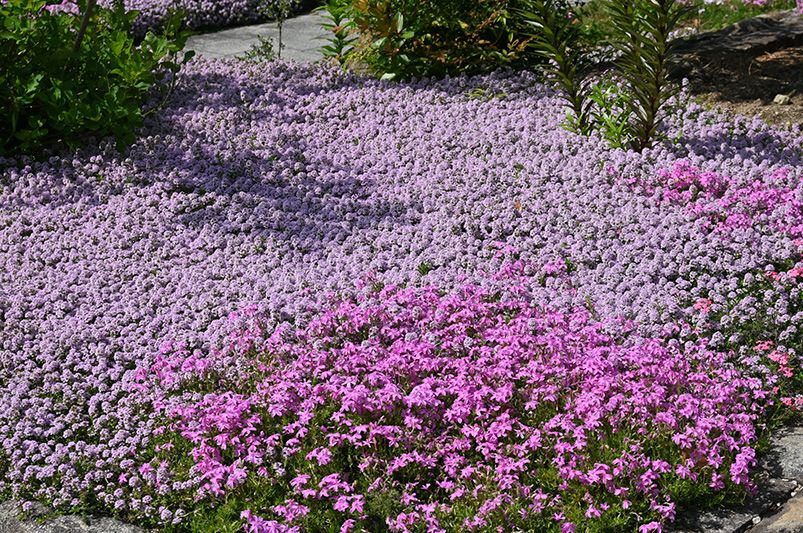 Planning The Ultimate Pet Friendly Yard Design - Shrubhub