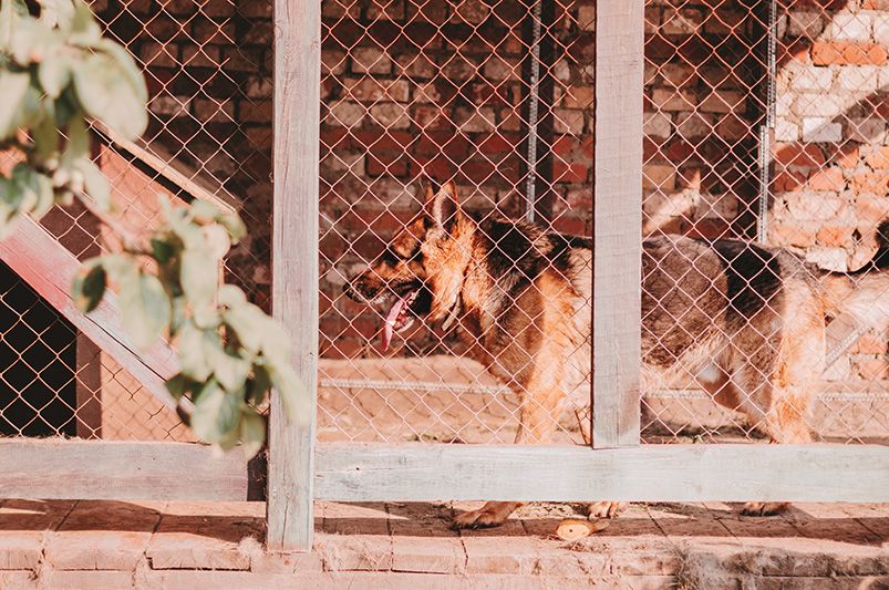 Planning The Ultimate Pet Friendly Yard Design - Shrubhub