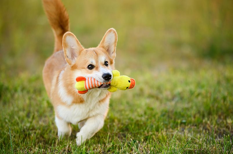 Planning The Ultimate Pet Friendly Yard Design - Shrubhub