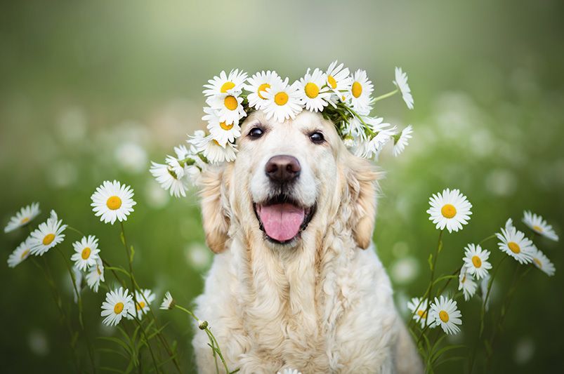 Planning The Ultimate Pet Friendly Yard Design - Shrubhub