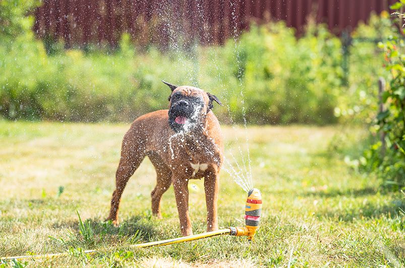 Planning The Ultimate Pet Friendly Yard Design - Shrubhub