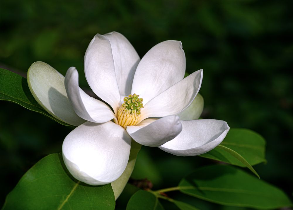 A Guide to Growing a Sweet Bay Magnolia Tree - Shrubhub