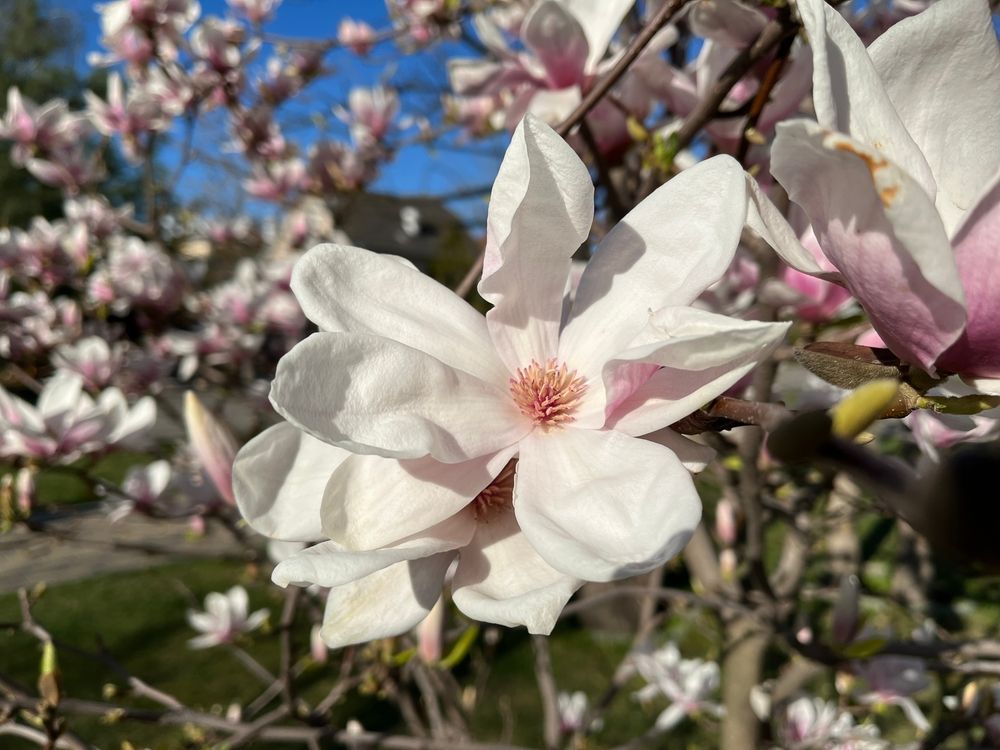 A Guide to Growing a Sweet Bay Magnolia Tree - Shrubhub