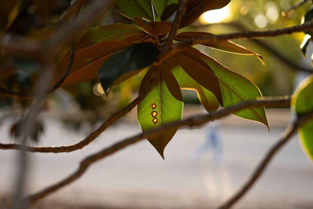 A Guide to Growing a Sweet Bay Magnolia Tree - Shrubhub