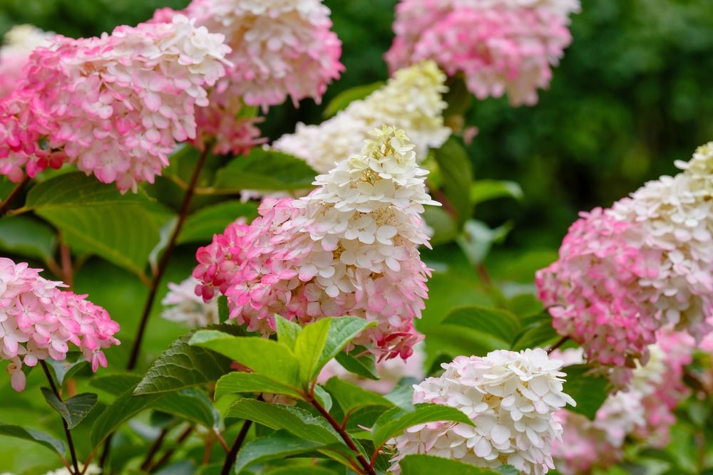 Pruning Hydrangeas in the Fall - A Step-by-Step Guide - Shrubhub