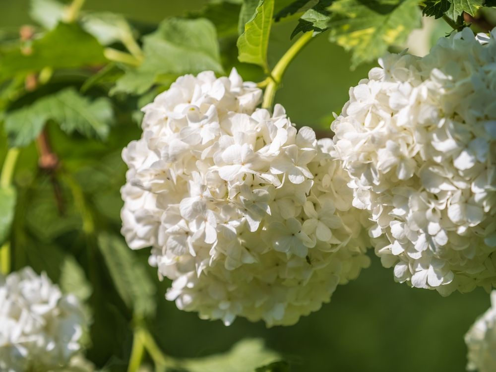 Pruning Hydrangeas in the Fall - A Step-by-Step Guide - Shrubhub