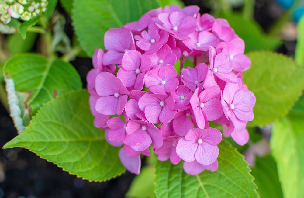 Pruning Hydrangeas in the Fall - A Step-by-Step Guide - Shrubhub