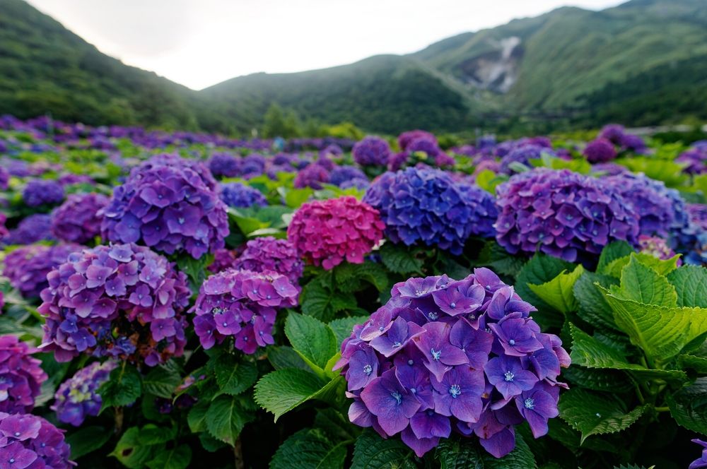 Pruning Hydrangeas in the Fall - A Step-by-Step Guide - Shrubhub