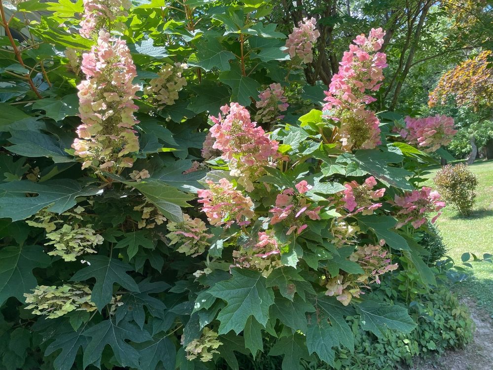 Pruning Hydrangeas in the Fall - A Step-by-Step Guide - Shrubhub