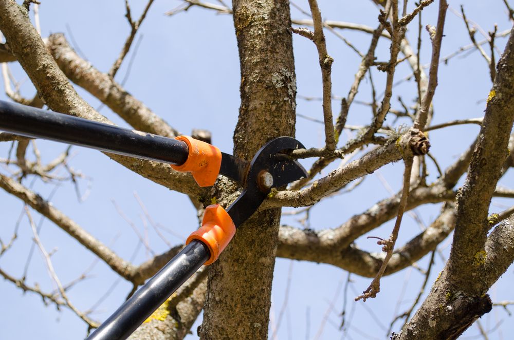 Mastering the Art of Pruning Apple Trees  - Shrubhub