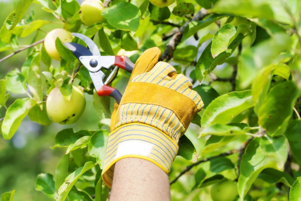 Mastering the Art of Pruning Apple Trees  - Shrubhub