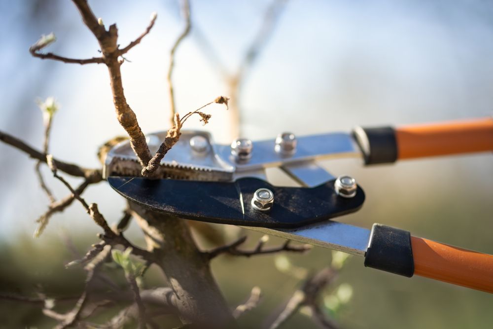 Mastering the Art of Pruning Apple Trees  - Shrubhub