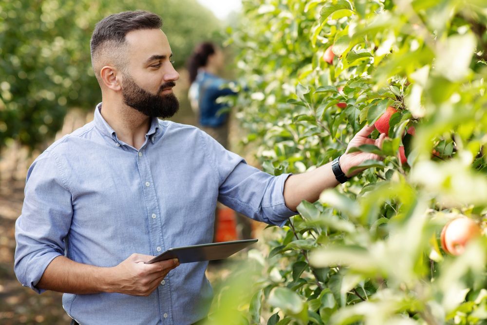 Mastering the Art of Pruning Apple Trees  - Shrubhub