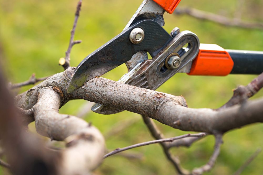 Mastering the Art of Pruning Apple Trees  - Shrubhub