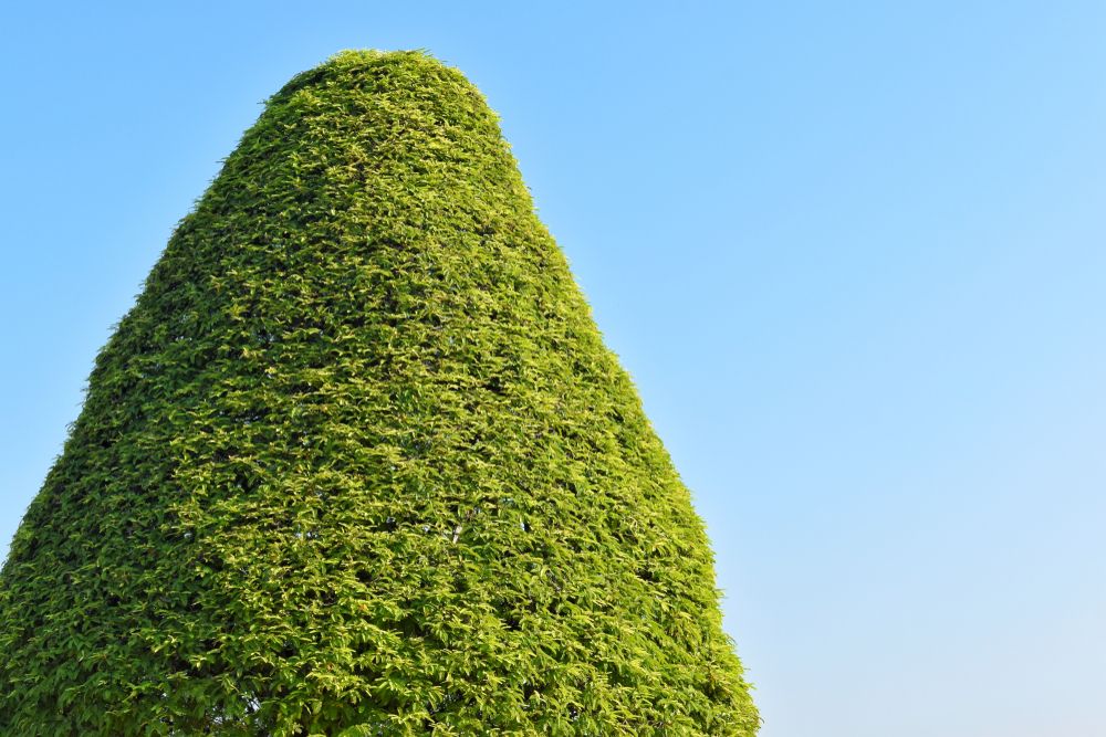 A Closer Look at Emerald Green Arborvitae: Your Full Guide - Shrubhub