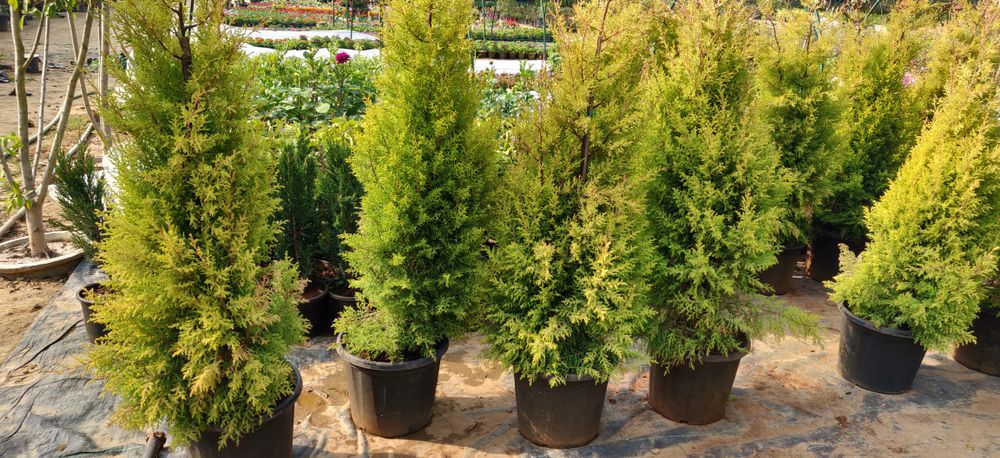 A Closer Look at Emerald Green Arborvitae: Your Full Guide - Shrubhub