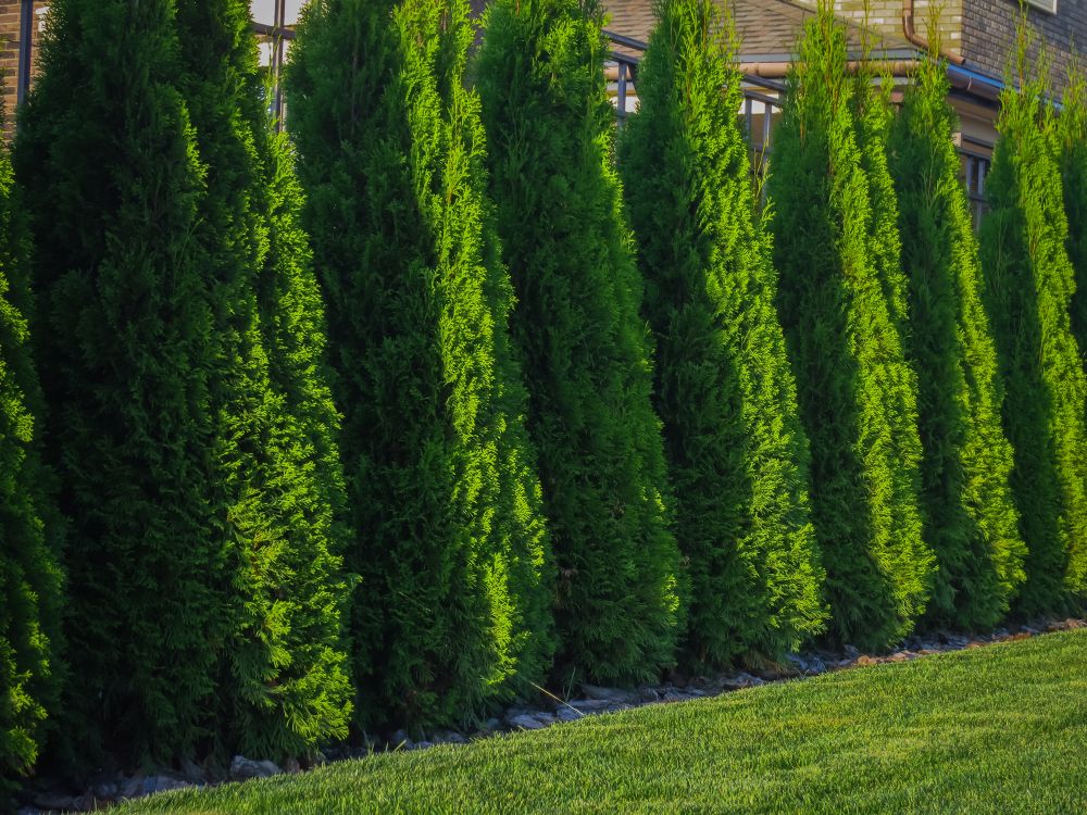 A Closer Look at Emerald Green Arborvitae: Your Full Guide - Shrubhub