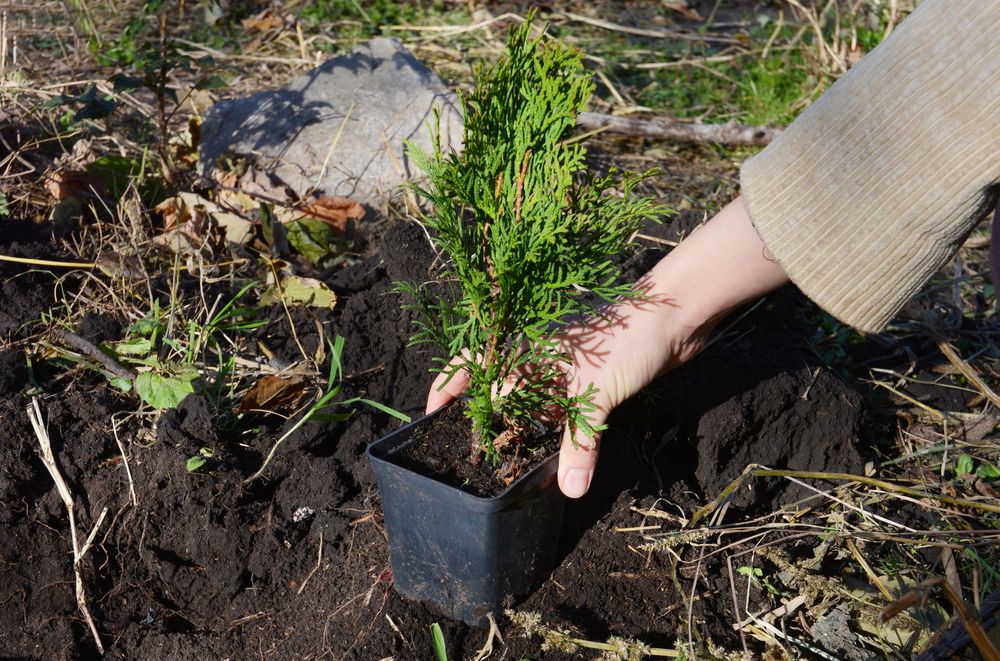 A Closer Look at Emerald Green Arborvitae: Your Full Guide - Shrubhub