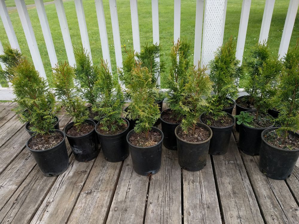 A Closer Look at Emerald Green Arborvitae: Your Full Guide - Shrubhub