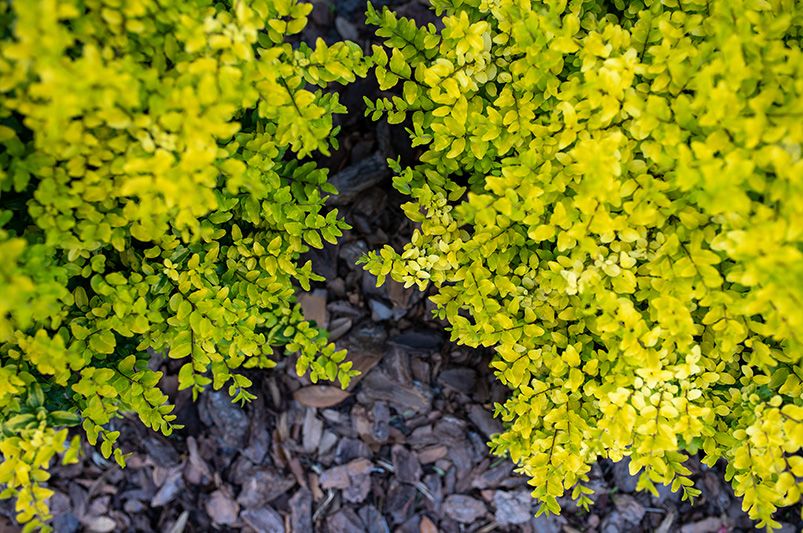 10 Reasons to Love Sunshine Ligustrum in Your Garden - Shrubhub