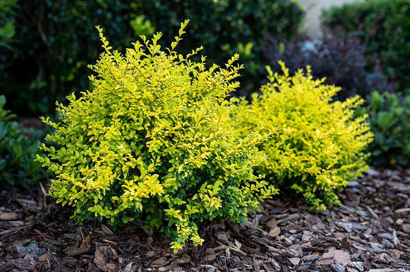 10 Reasons to Love Sunshine Ligustrum in Your Garden - Shrubhub