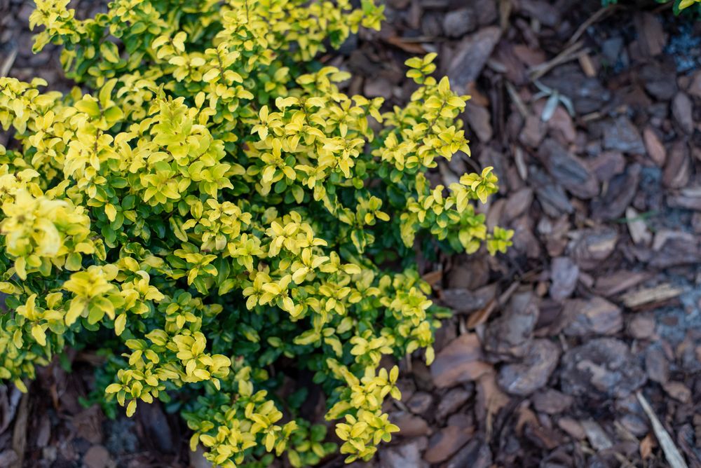 Growing & Caring for 'Sunshine' Ligustrum Shrubs - Shrubhub