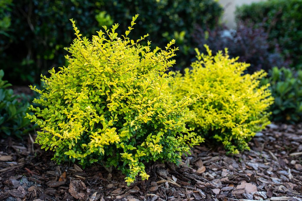 Growing & Caring for 'Sunshine' Ligustrum Shrubs - Shrubhub