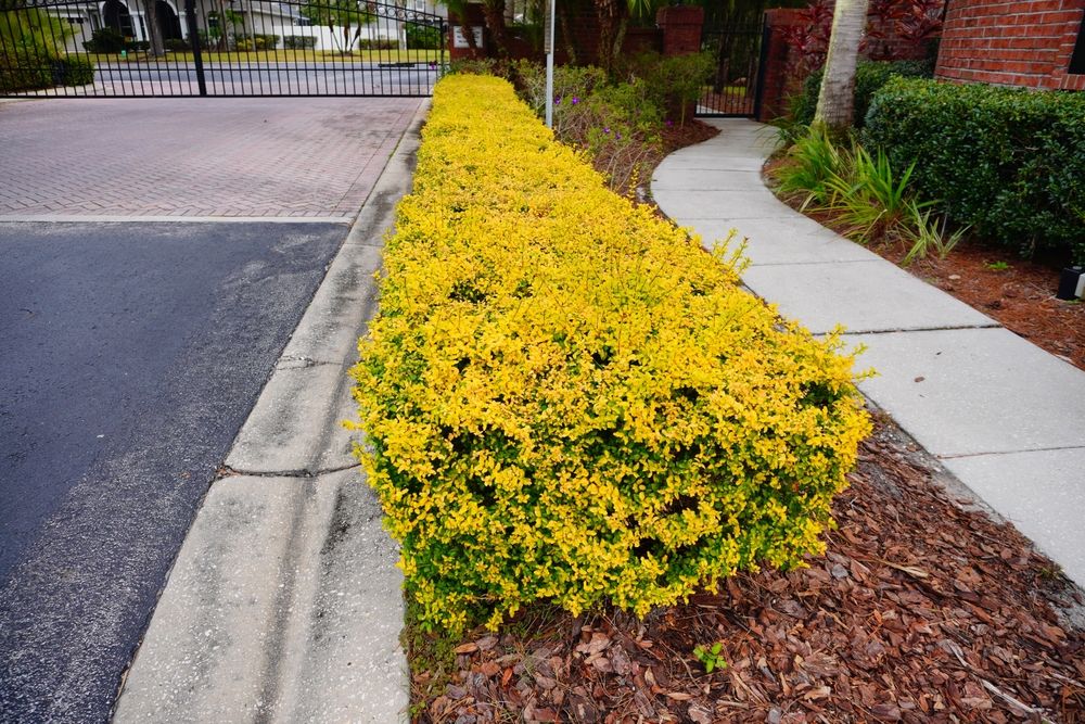 Growing & Caring for 'Sunshine' Ligustrum Shrubs - Shrubhub