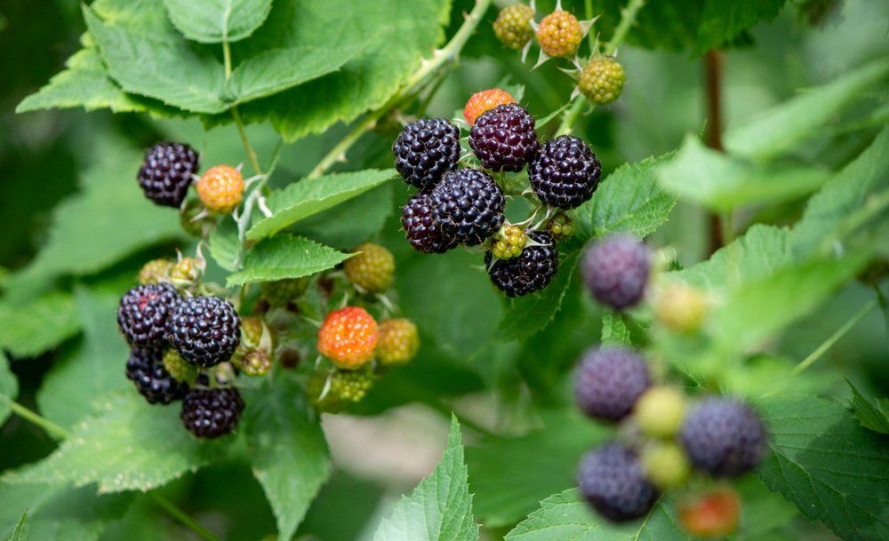 Pruning Fall Raspberries for Maximum Yields - Shrubhub