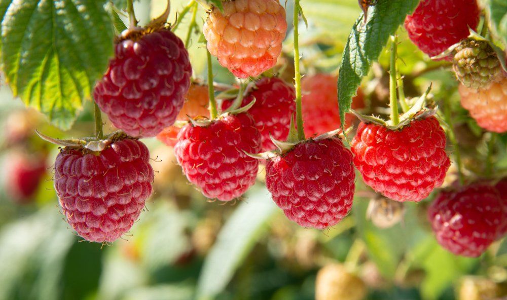 Pruning Fall Raspberries for Maximum Yields - Shrubhub