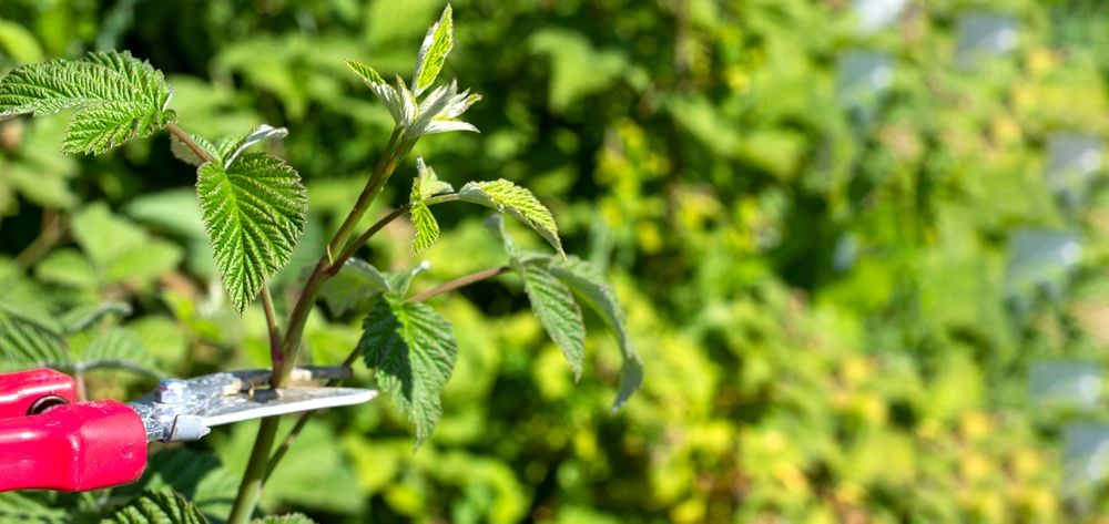 Pruning Fall Raspberries for Maximum Yields - Shrubhub