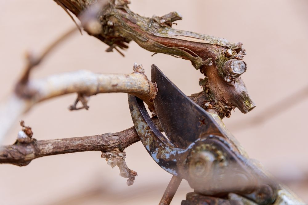 Pruning Grape Vines in Fall: Essential Steps for a Better Harvest - Shrubhub