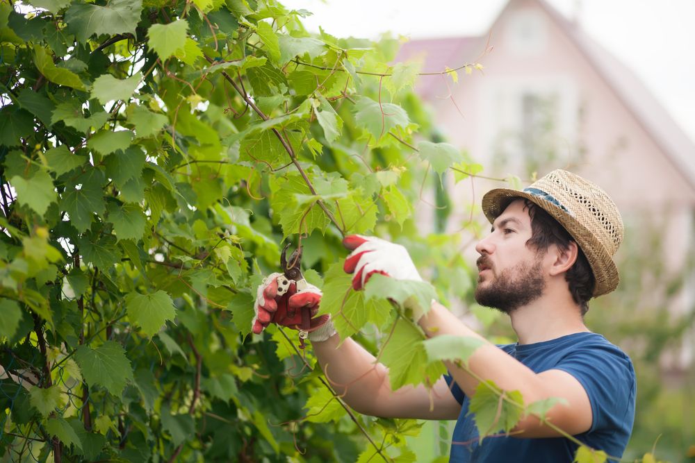 Pruning Grape Vines in Fall: Essential Steps for a Better Harvest - Shrubhub