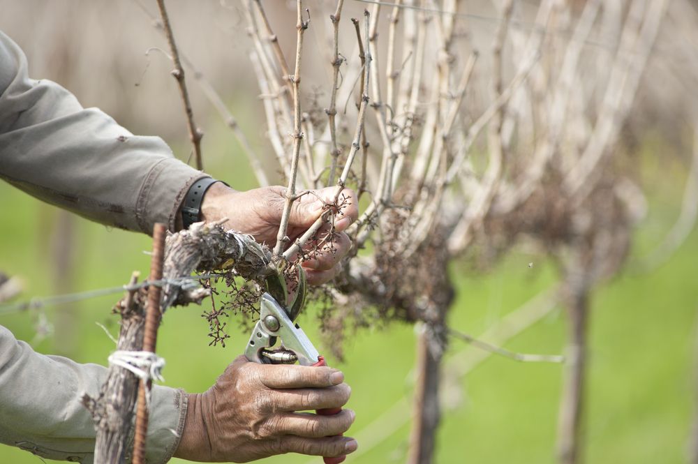 Pruning Grape Vines in Fall: Essential Steps for a Better Harvest - Shrubhub