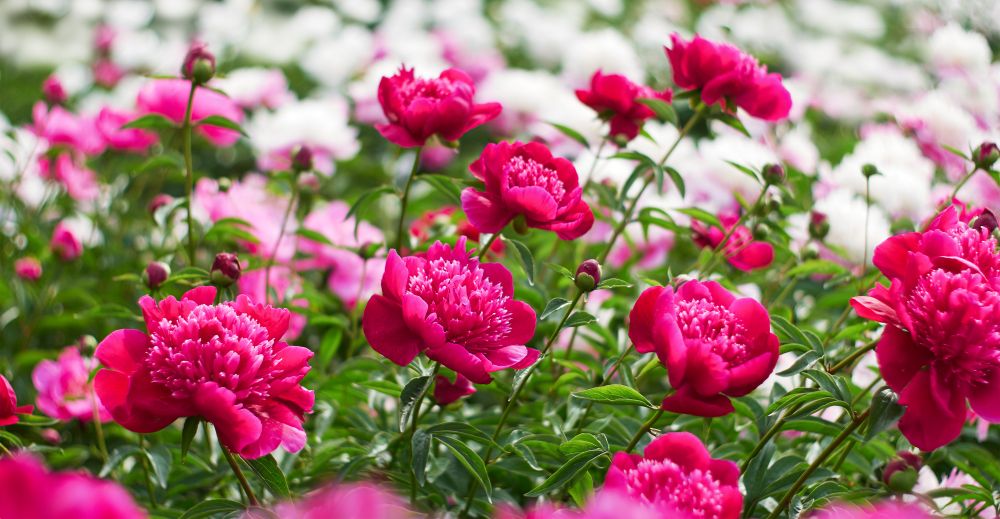 The Ultimate Guide to Pruning Peonies in Fall: Everything You Need to Know - Shrubhub
