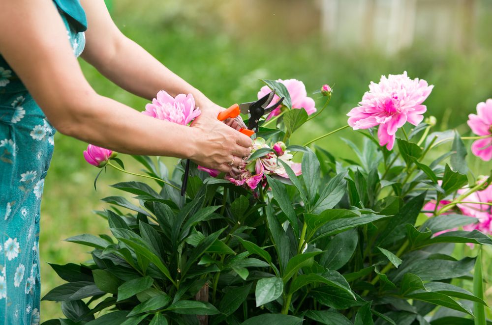 The Ultimate Guide to Pruning Peonies in Fall: Everything You Need to Know - Shrubhub