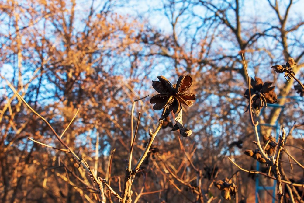 The Ultimate Guide to Pruning Peonies in Fall: Everything You Need to Know - Shrubhub