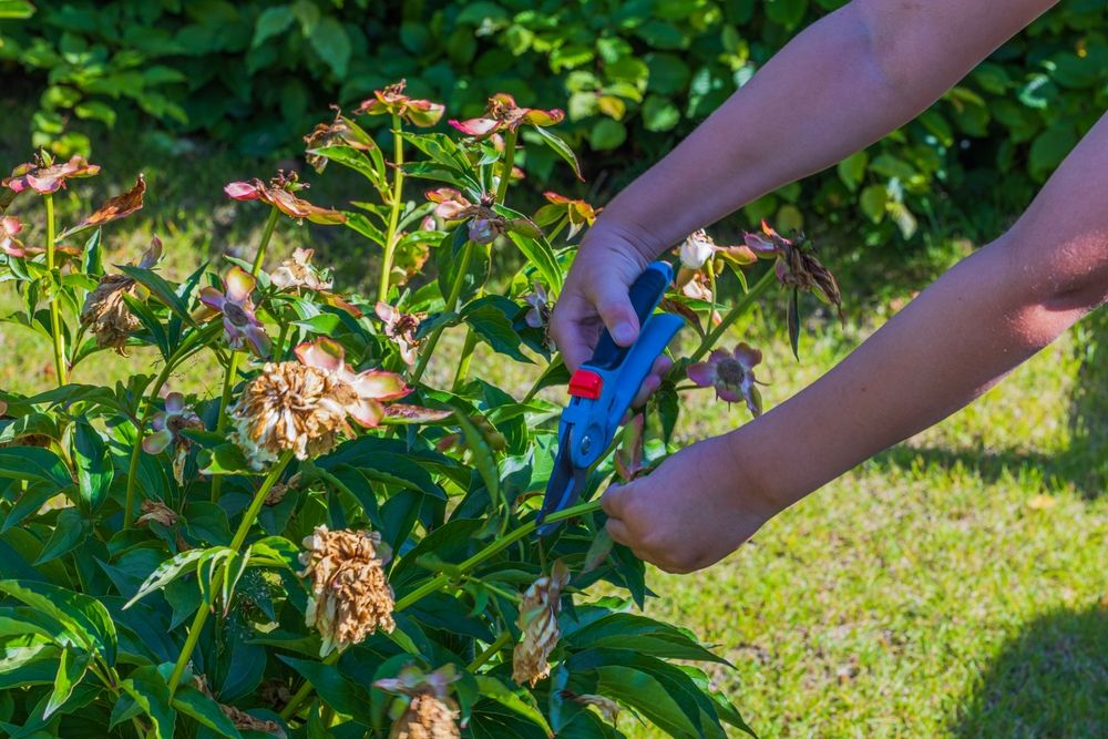 The Ultimate Guide to Pruning Peonies in Fall: Everything You Need to Know - Shrubhub