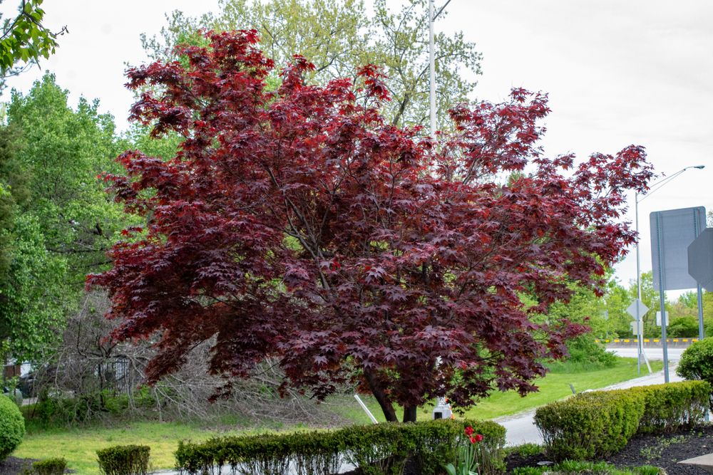 Bloodgood Japanese Maple: A Guide to Growing and Caring - Shrubhub